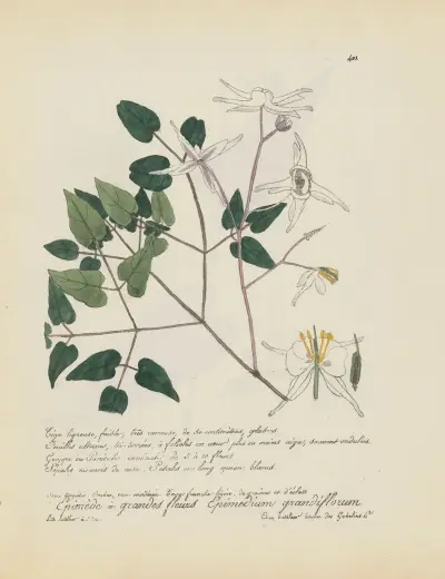 Epimedium grandiflorum, Jean Baptiste Louis Letellier