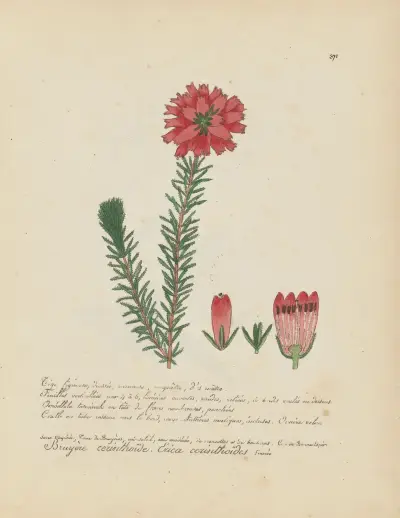 Erica cerinthoïdes, Jean Baptiste Louis Letellier