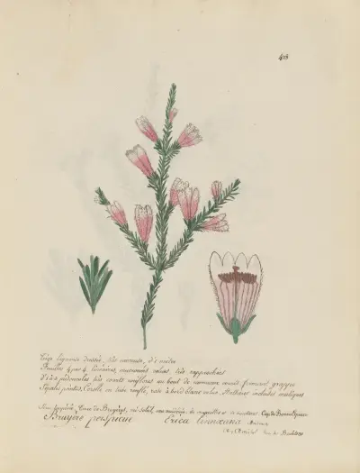 Erica linnaeana, Jean Baptiste Louis Letellier