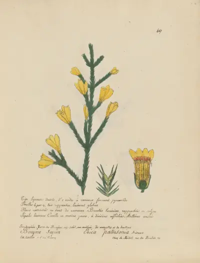 Erica patersonia, Jean Baptiste Louis Letellier