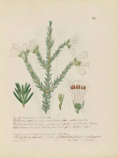 Erica plumulosa, Jean Baptiste Louis Letellier