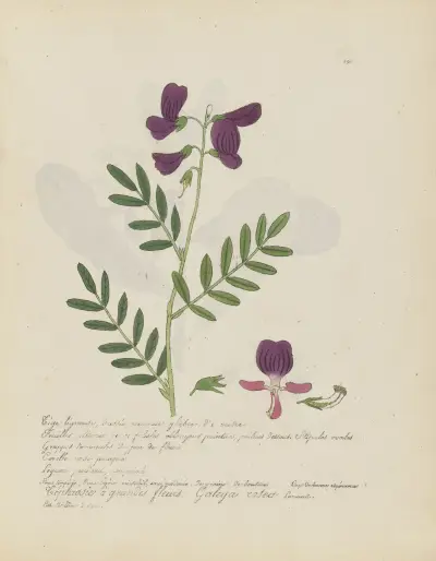 Galega rosea, Jean Baptiste Louis Letellier