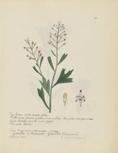 Grevillea drummondi, Jean Baptiste Louis Letellier
