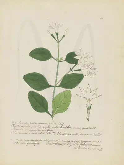 Jasminum ligustrifolium, Jean Baptiste Louis Letellier