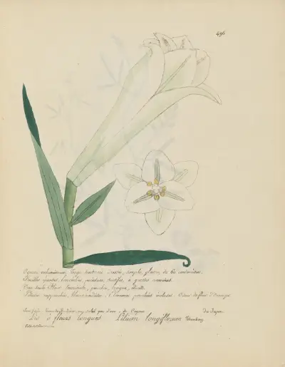 Lilium longiflorum, Jean Baptiste Louis Letellier