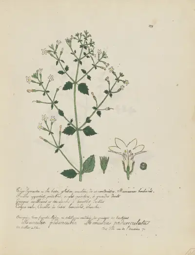 Manulea pedunculata, Jean Baptiste Louis Letellier