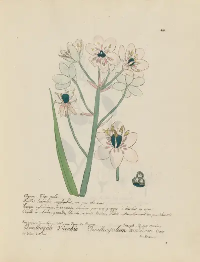 Ornithogalum arabicum, Jean Baptiste Louis Letellier
