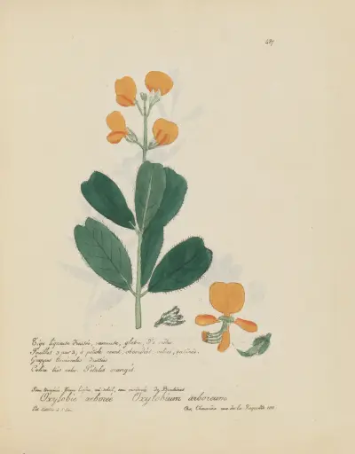 Oxylobium arboreum, Jean Baptiste Louis Letellier