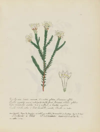 Passerina eriocephala, Jean Baptiste Louis Letellier