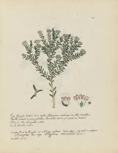 Phylica ericoides, Jean Baptiste Louis Letellier