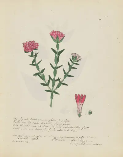 Pimelea rosea, Jean Baptiste Louis Letellier