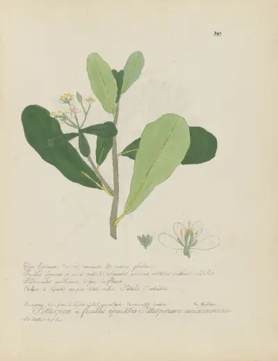 Pittosporum coriaceum, Jean Baptiste Louis Letellier