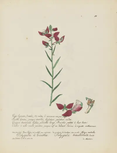Polygala bracteolata, Jean Baptiste Louis Letellier