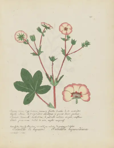 Potentilla hopwoodiana, Jean Baptiste Louis Letellier