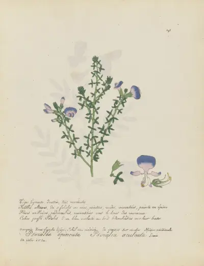 Psoralea aculeata, Jean Baptiste Louis Letellier