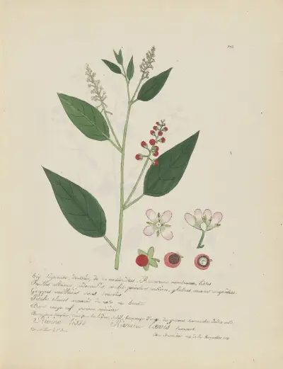Rivina laevis, Jean Baptiste Louis Letellier