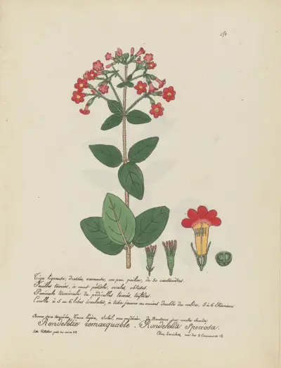 Rondeletia speciosa von Jean Baptiste Louis Letellier