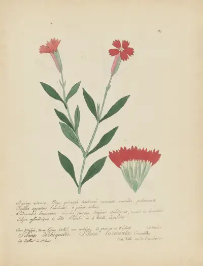 Silene laciniata von Jean Baptiste Louis Letellier