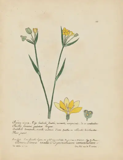 Sisyrinchium convolutum, Jean Baptiste Louis Letellier