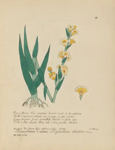 Sisyrinchium striatum, Jean Baptiste Louis Letellier
