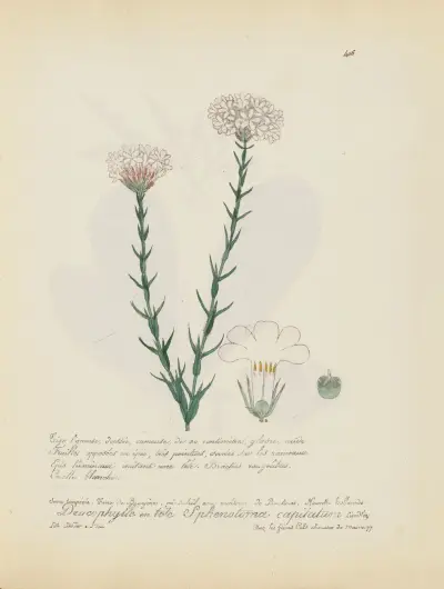 Sphenotoma capitatum, Jean Baptiste Louis Letellier
