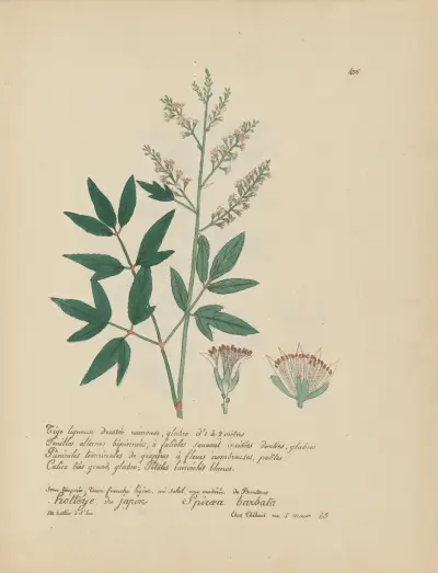 Spiraea barbata, Jean Baptiste Louis Letellier