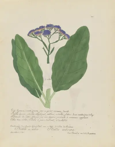 Statice arborea, Jean Baptiste Louis Letellier