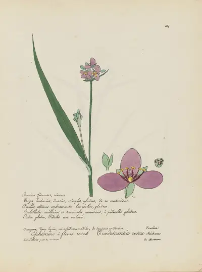 Tradescantia rosea, Jean Baptiste Louis Letellier