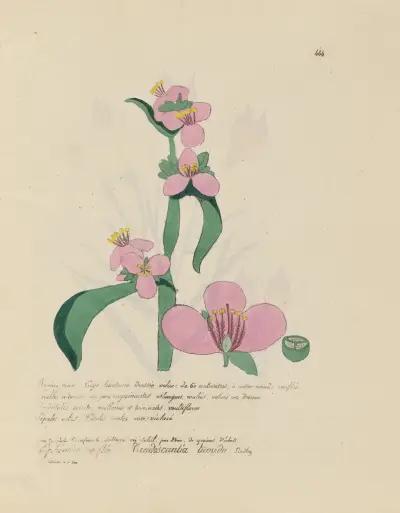 Tradescantia tumida, Jean Baptiste Louis Letellier