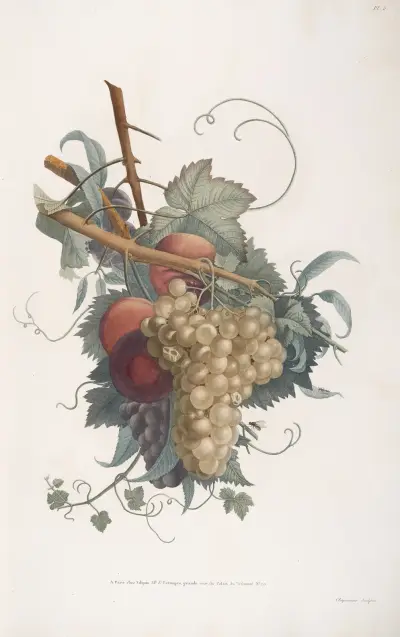 Branches de Chasselas, Muscat rouge, Pêche vineuse, et Damas d’Italie av Jean Louis Prévost