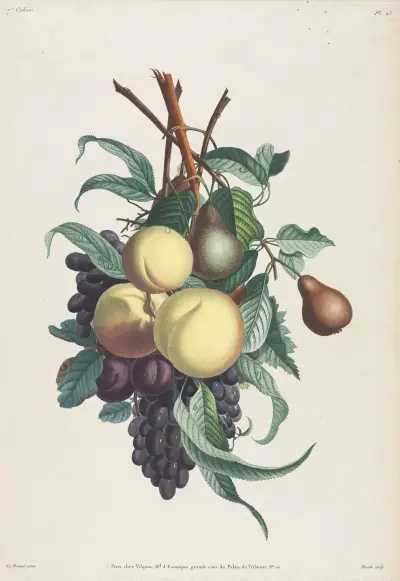 Branches de rousselet, pêche, prune et raisin av Jean Louis Prévost