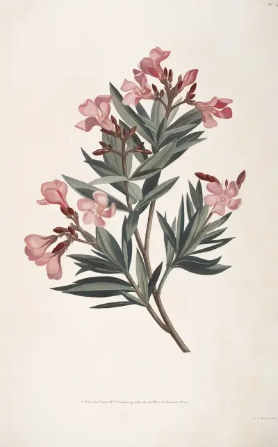 Rameau de Laurose, ou Laurier-rose av Jean Louis Prévost