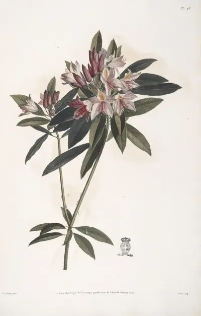 Rameau de Rosage du Levant, ou Rhododendron ponticum av Jean Louis Prévost
