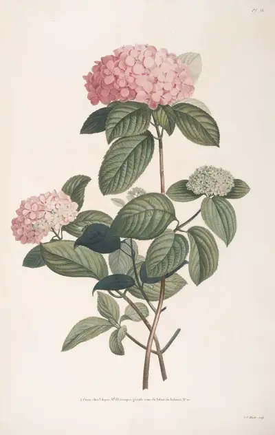 Rameau d’Hortensia av Jean Louis Prévost