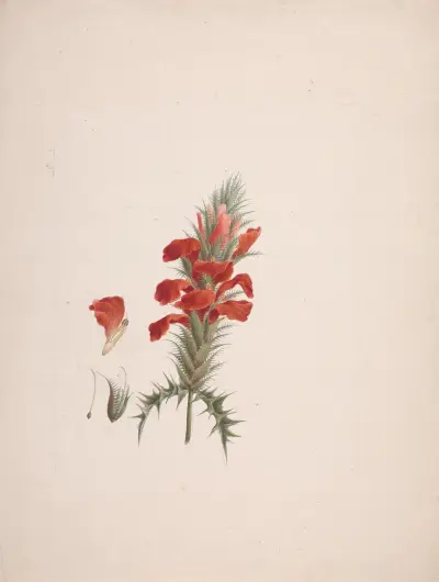 Acanthus Sennii Chiov., Luigi Balugani