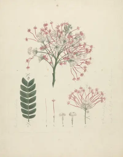 Albizia gummifera (J.F. Gmel.) C.A. Sm. (Gummy Albizia Tree) – Nr. 2, Luigi Balugani