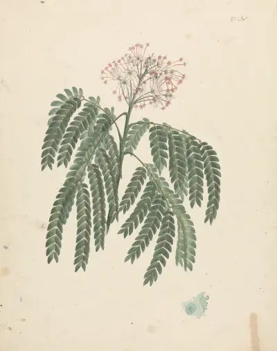Albizia gummifera (J.F.Gmel.) C.A. Sm. (Gummy Albizia Tree) – Nr. 1, Luigi Balugani