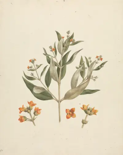Avicennia marina (Forssk.) Vierh. (White Mangrove), Luigi Balugani