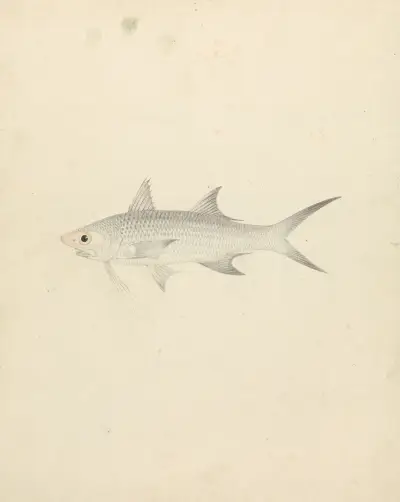 Binney; number one (a fish), Luigi Balugani