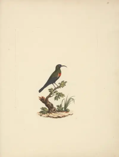 Chalcomitra senegalensis (Scarlet Chested Sunbird) 2, Luigi Balugani