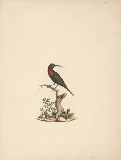Chalcomitra senegalensis (Scarlet Chested Sunbird), Luigi Balugani