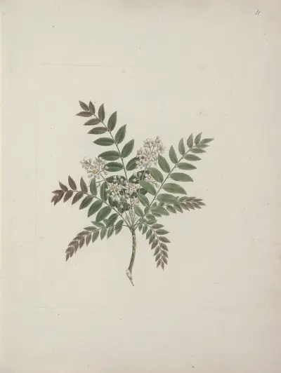 Clausena anisata (Willd) Benth. (Mosquito Plant), Luigi Balugani