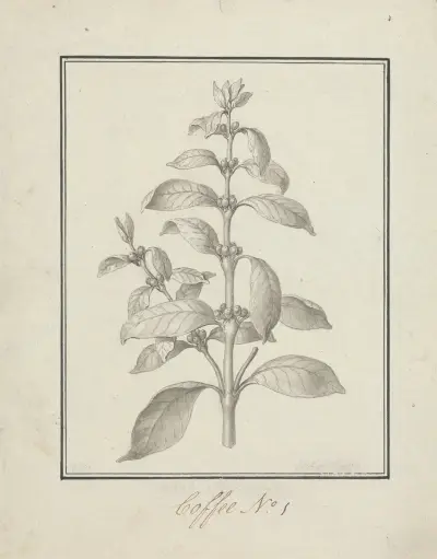 Coffea arabica L. (Arabica Coffee); finished drawing of leafy shoot and berries, Luigi Balugani