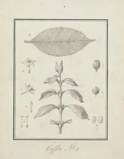 Coffea arabica L. (Arabica Coffee), Luigi Balugani