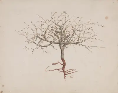 Commiphora gileadensis (L.) C. Chr. (Balm of Gilead, Opobalsam). – Nr. 2, Luigi Balugani