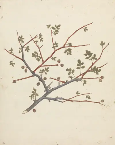 Commiphora gileadensis (L.) C. Chr. (Balm of Gilead, Opobalsam) – Nr. 1, Luigi Balugani