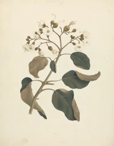 Cordia abyssinica., Luigi Balugani