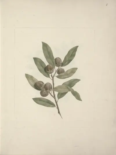 Diospyros mespiliformis A. DC. (African Ebony), Luigi Balugani