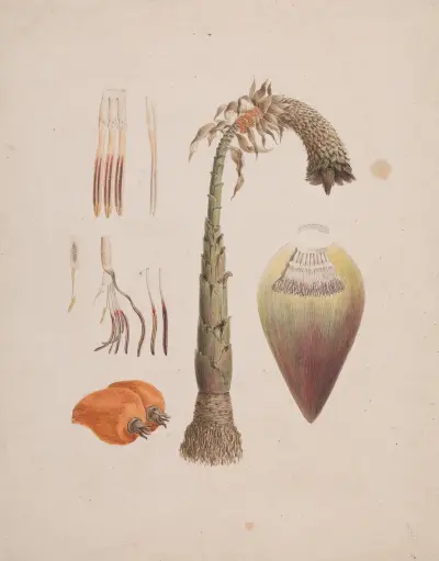 Ensete ventricosum (Welw.) Cheesman (African Wild Banana) av Luigi Balugani