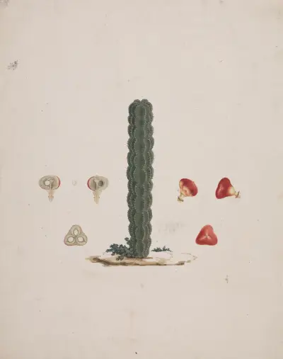 Euphorbia abyssinica J.F. Gmel. (Ethiopian Tree-Spurge) 2, Luigi Balugani